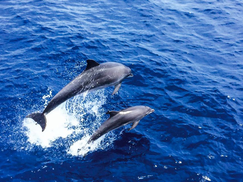 Mallorca: Dolphin Watching Cruise - Searching for dolphins in open water