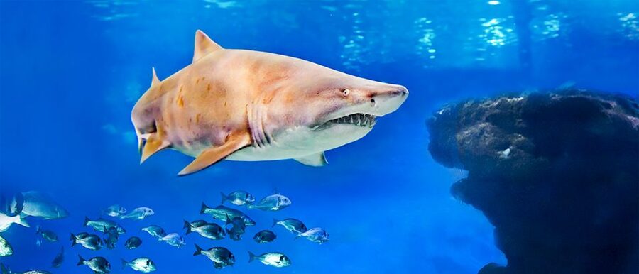 Mallorca: Palma Aquarium Entry Ticket w/ Optional 3D Cinema - Key things to know before visiting Palma Aquarium