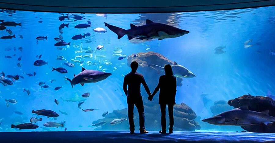 Mallorca: Palma Aquarium Entry Ticket w/ Optional 3D Cinema - Big Blue and the shark tanks