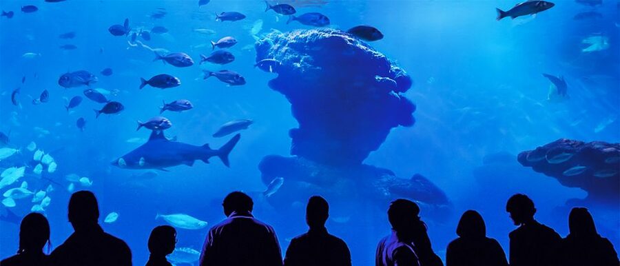 Mallorca: Palma Aquarium Entry Ticket w/ Optional 3D Cinema - Coral, turtles, rays, and the outdoor sections