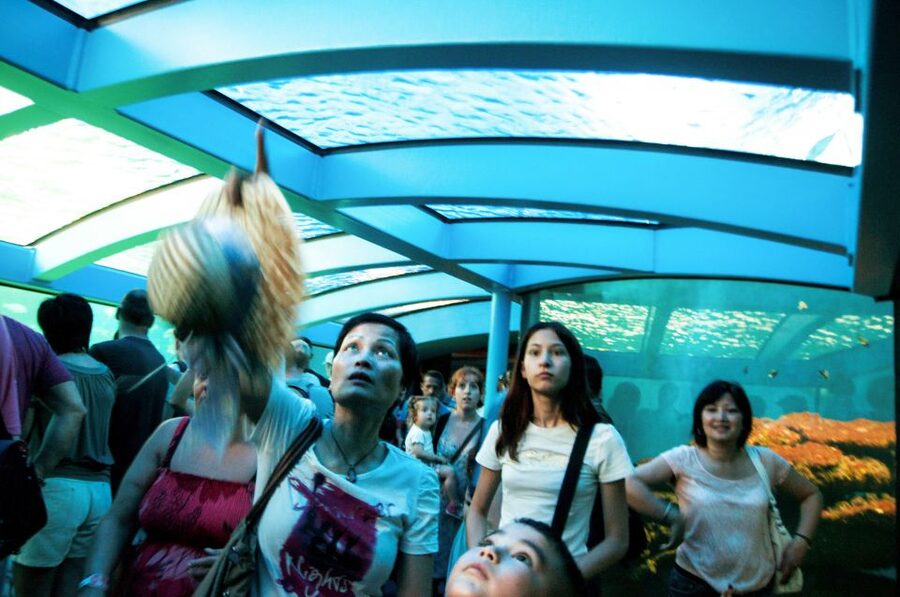 Mallorca: Palma Aquarium Entry Ticket w/ Optional 3D Cinema - Aquadome 3D cinema: a short whale trip