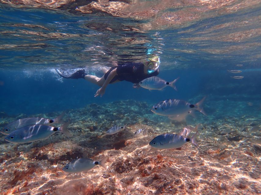 Mallorca: Snorkeling in a Beautiful Nature Reserve - What to bring and how to prepare