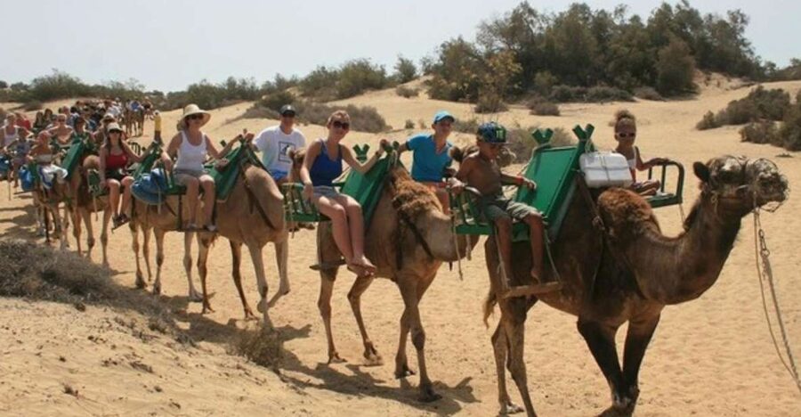 Maspalomas: Guided Camel Ride in the Maspalomas Sand Dunes - Key points to know before you go
