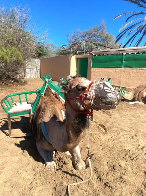 Maspalomas: Guided Camel Ride in the Maspalomas Sand Dunes - From Charca Maspalomas to the camel station