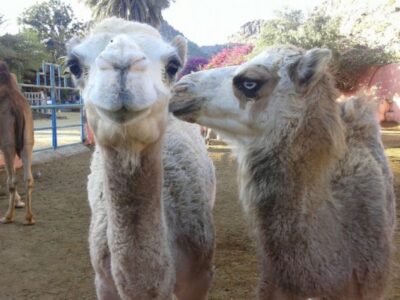 Maspalomas: Guided Camel Ride in the Maspalomas Sand Dunes