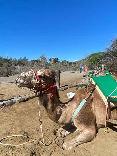Maspalomas: Guided Camel Ride in the Maspalomas Sand Dunes - Who should book this experience?