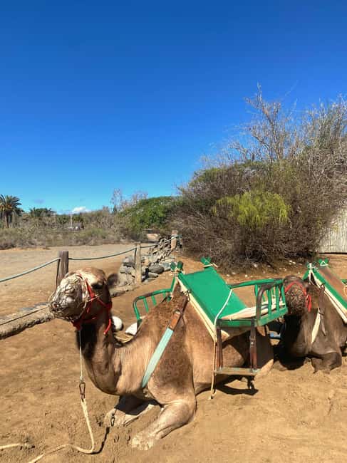 Maspalomas: Guided Camel Ride in the Maspalomas Sand Dunes - Cancellation, payment, and languages