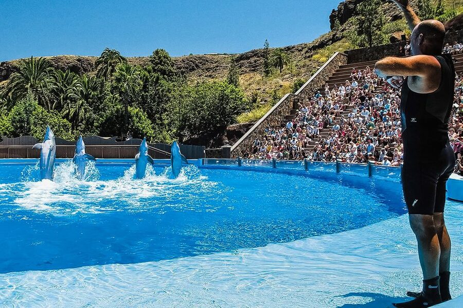 Maspalomas: Palmitos Park Ticket with Dolphin and Bird Shows - Birds of prey in open mountain air