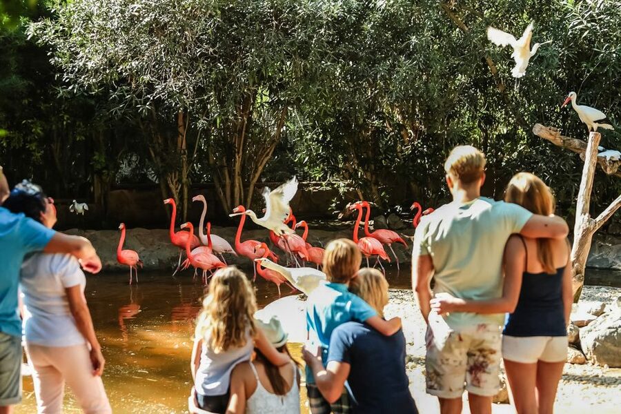 Maspalomas: Palmitos Park Ticket with Dolphin and Bird Shows - Butterfly house, aquarium, and orchid displays
