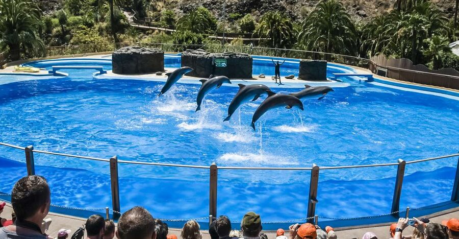 Maspalomas: Palmitos Park Ticket with Dolphin and Bird Shows - What your day at the park looks like