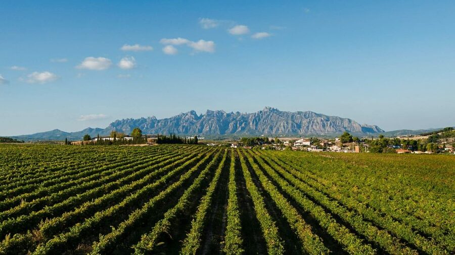 Montserrat & Cava Wineries Day Trip from Barcelona w/ Pickup - Guides, comfort, and how the day runs