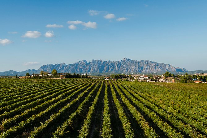 Montserrat,Vineyard, Wine Tasting Small Group Tour & Hotel Pickup - What the cava cellar visit is really like