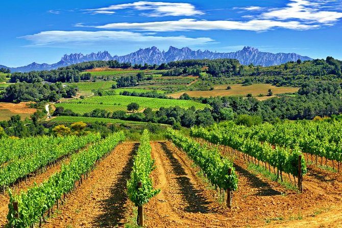 Montserrat,Vineyard, Wine Tasting Small Group Tour & Hotel Pickup - The guide can make or break the day