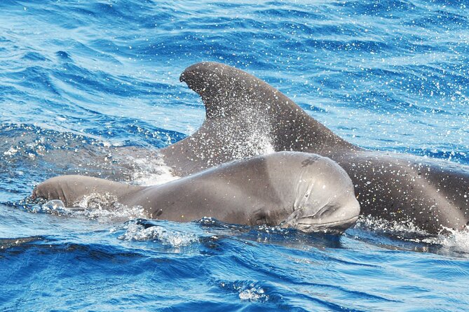Morro Jable: 2 Hours Magic Dolphin & Whale watching with Drinks & Swim Stop. - Key points to know before booking