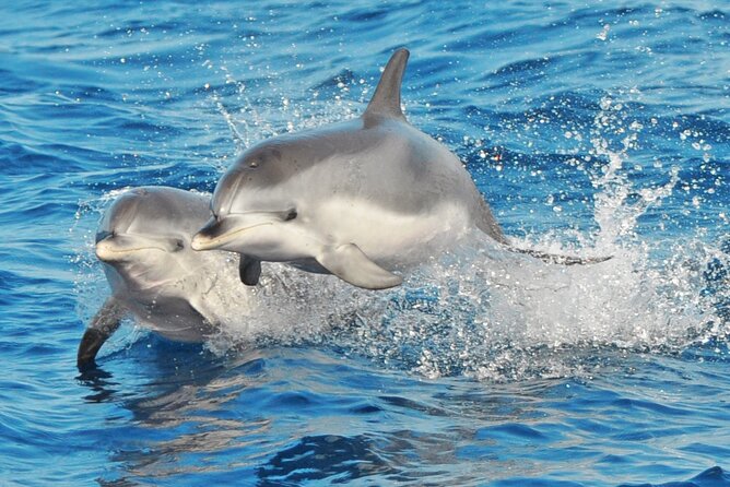 Morro Jable: 2 Hours Magic Dolphin & Whale watching with Drinks & Swim Stop. - What the two-hour route is really like