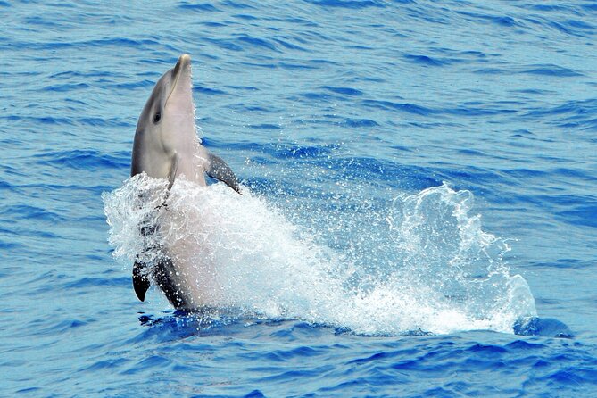 Morro Jable: 2 Hours Magic Dolphin & Whale watching with Drinks & Swim Stop. - The swim in Jandía Bay