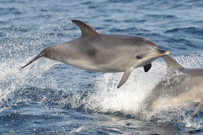 Morro Jable: 2 Hours Magic Dolphin & Whale watching with Drinks & Swim Stop. - Drinks, commentary, and the onboard mood