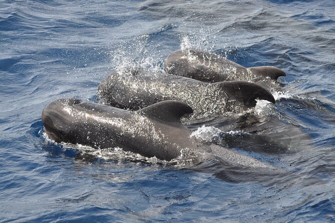 Morro Jable: 2 Hours Magic Dolphin & Whale watching with Drinks & Swim Stop. - The boat ride, spray, and seasickness question