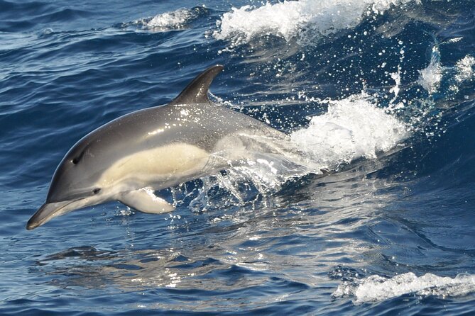 Morro Jable: 2 Hours Magic Dolphin & Whale watching with Drinks & Swim Stop. - Who will enjoy this Morro Jable trip?