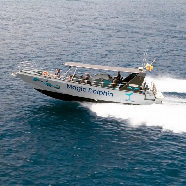 Morro Jable: Dolphin & Whale Watching Cruise, Drinks & Swim - The highlights at a glance