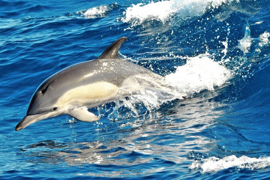 Morro Jable: Dolphin & Whale Watching Cruise, Drinks & Swim - Should you book the Magic Dolphin cruise?