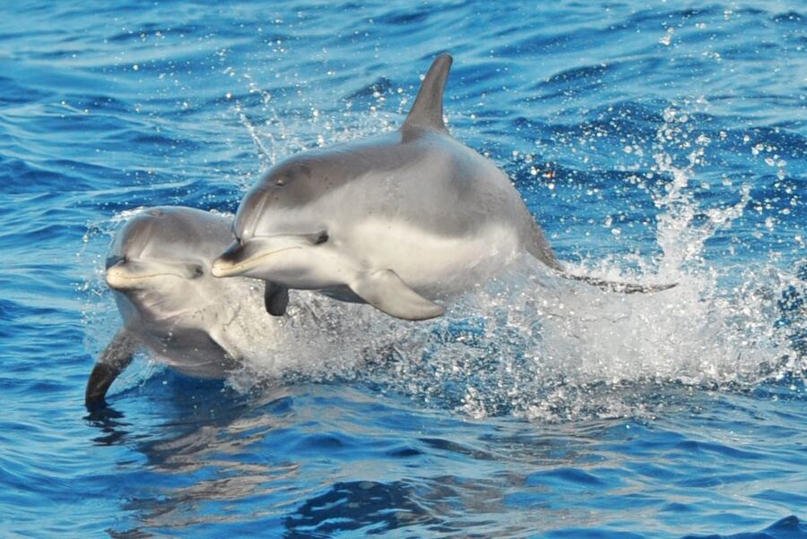 Morro Jable: Dolphin & Whale Watching Cruise, Drinks & Swim - Leaving Morro Jable port on the Magic Dolphin