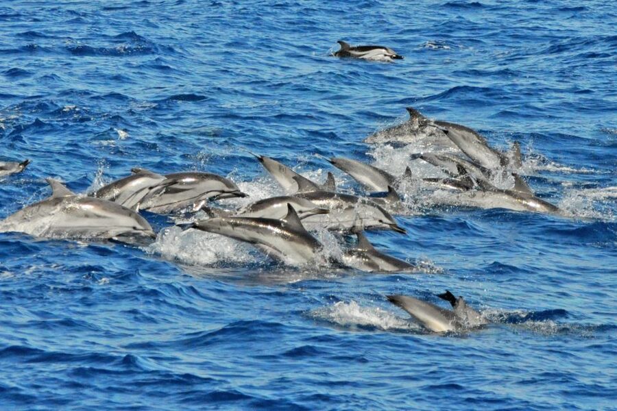 Morro Jable: Dolphin & Whale Watching Cruise, Drinks & Swim - The Jandía swim stop