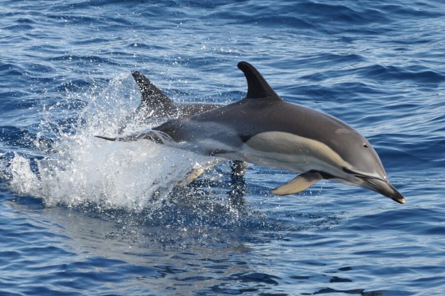 Morro Jable: Dolphin & Whale Watching Cruise, Drinks & Swim - Drinks, comfort, and what to bring