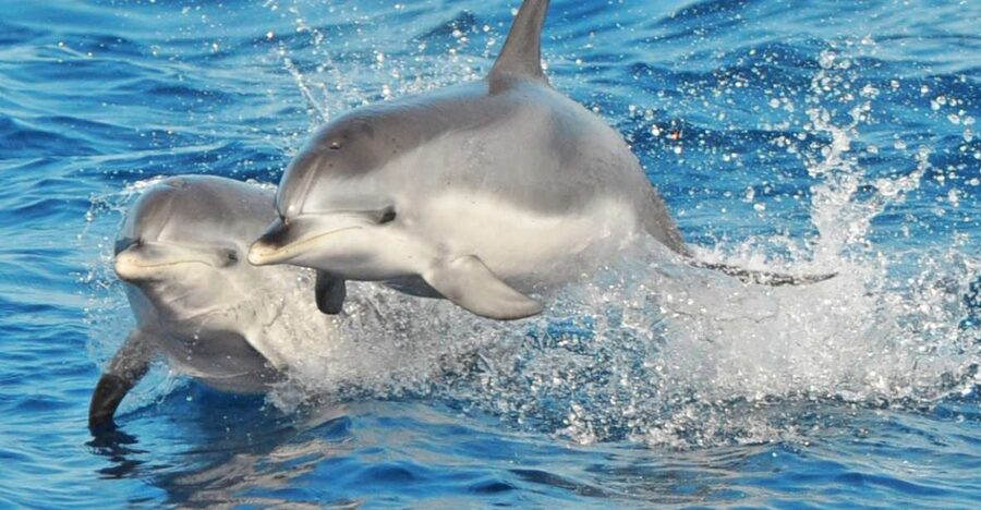 Morro Jable: Dolphin & Whale Watching Cruise, Drinks & Swim - Searching for dolphins and whales off Fuerteventura
