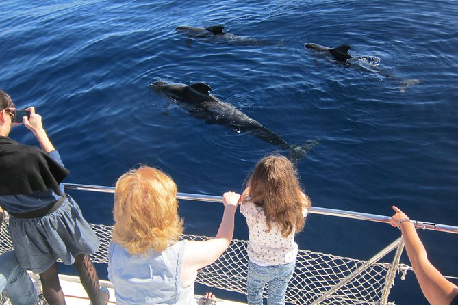 Most Famous Catamaran in Tenerife Island (2 hours and 3 hours tours) - Drinks, sandwiches, and the fine print