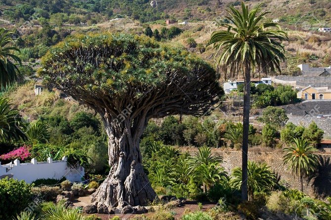 Mt. Teide and Masca Valley Tour in Tenerife - Garachico and the lava-shaped coast