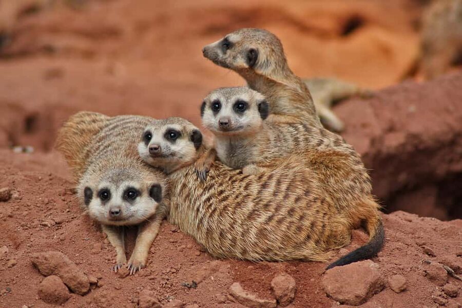 Murcia: Terra Natura Murcia Ticket Entry - Who Will Enjoy Terra Natura Most