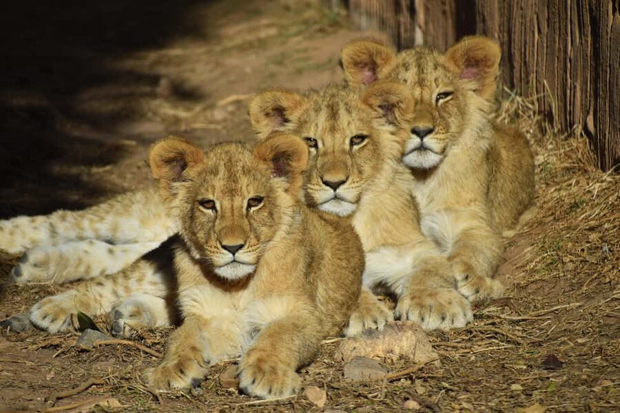 Murcia: Terra Natura Murcia Ticket Entry - Kenya: Lions, Giraffes, and Hippos