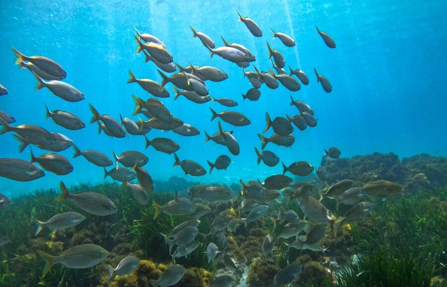 Nerja-Maro: Snorkeling & Sea Scooter Speedboat Trip - Sea scooters and the shared underwater ride