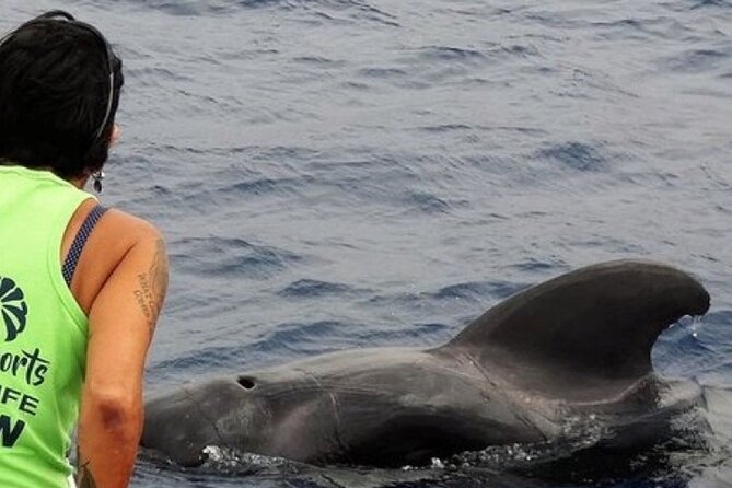 No chase Whale & Dolphin tour putting Marine Life first - we care - Key points to know before booking