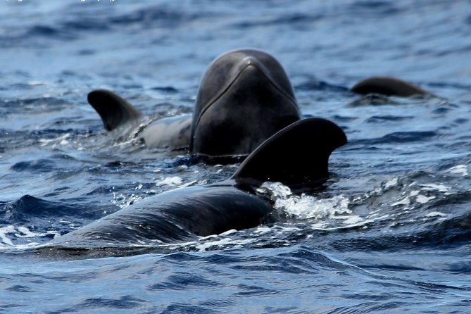 No chase Whale & Dolphin tour putting Marine Life first - we care - Setting out from Los Cristianos