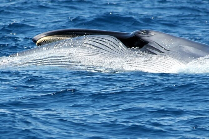 No chase Whale & Dolphin tour putting Marine Life first - we care - Dolphins, turtles, and passing species