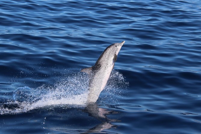 No chase Whale & Dolphin tour putting Marine Life first - we care - Comfort, weather, and sea sickness