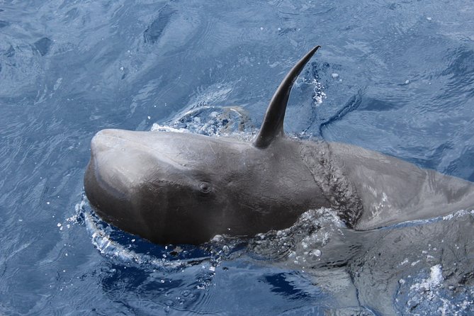 No chase Whale & Dolphin tour putting Marine Life first - we care - Is $30.23 good value?