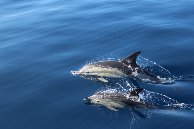 No chase Whale & Dolphin tour putting Marine Life first - we care - The first part of the sail: coast, sky, and open sea
