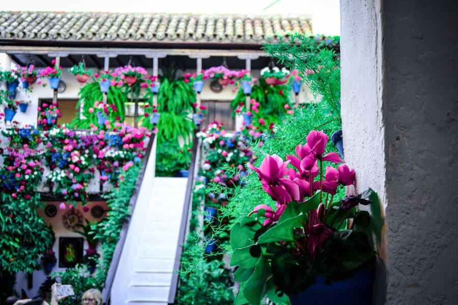 Patios of Cordoba Walking Tour - Key points to know before you book