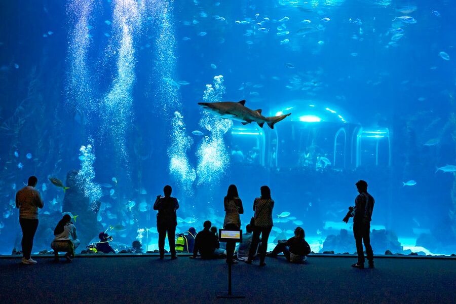Poema del Mar Skip-the-Line Ticket - The Deep Sea exhibit and its dark waters