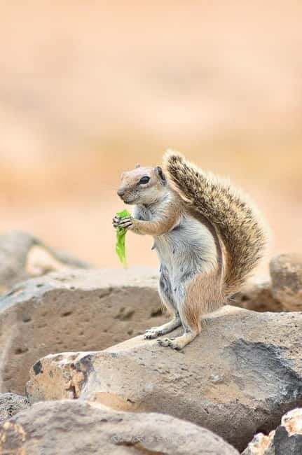 Popcorn Beach, Isla de Lobos y Dunas: ¡Popcorn Beach! - Is $88 a fair price?