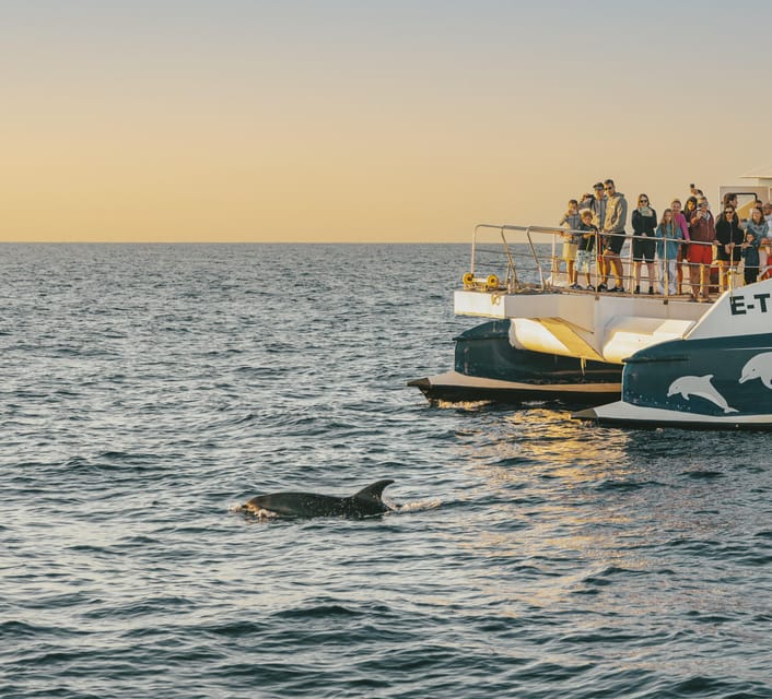 Port d'Alcudia: Sunrise at Sea & Dolphin Watching Boat Tour - Finding dolphins along the north coast