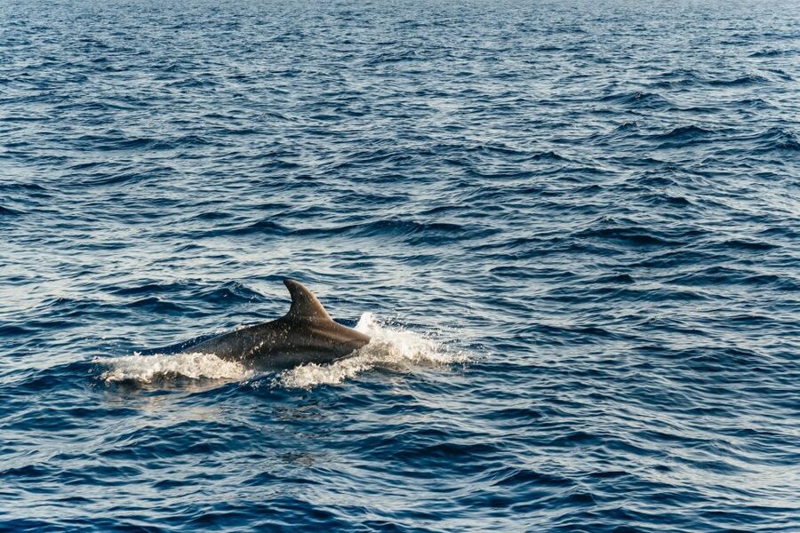 Port d'Alcudia: Sunrise at Sea & Dolphin Watching Boat Tour - Comfort, clothing, and space on board