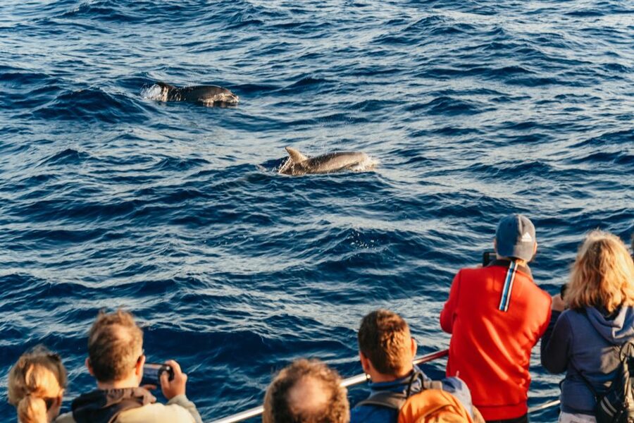 Port d'Alcudia: Sunrise at Sea & Dolphin Watching Boat Tour - Getting to the harbor without a transfer