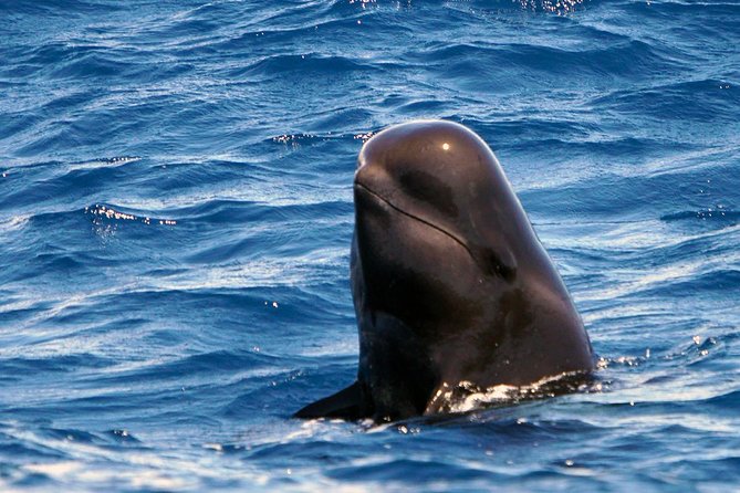 Private 2 hour Whale Watching Tour - Leaving Puerto Colón Marina in Costa Adeje