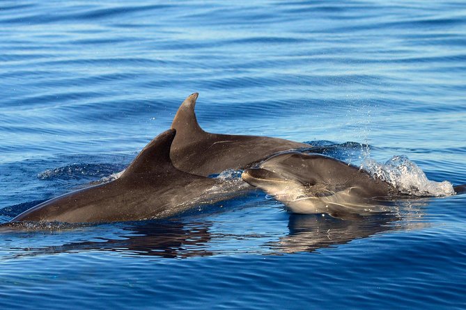 Private 2 hour Whale Watching Tour - Reaching the cetacean zone within three miles