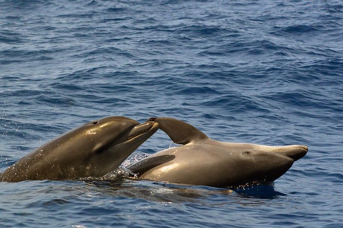 Private 2 hour Whale Watching Tour - Watching pilot whales and dolphins without a chase