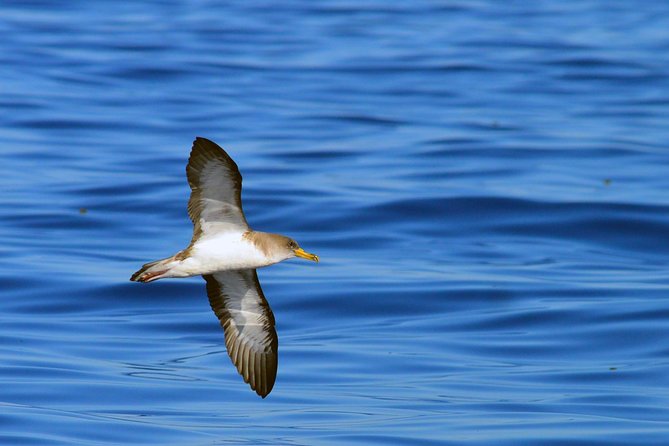 Private 2 hour Whale Watching Tour - Hearing whales through the onboard hydrophone